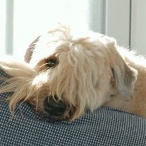 Meet your Posher, Lynn